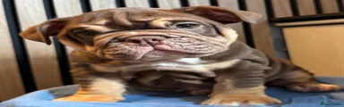English Bulldog 1