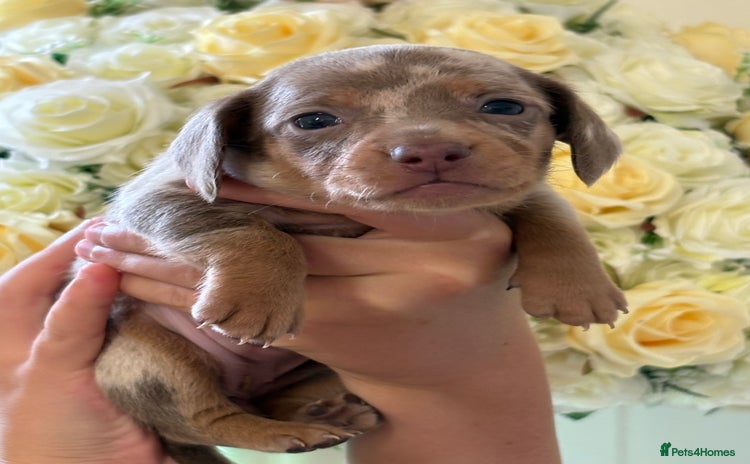 Dachshund dogs - Advert 1