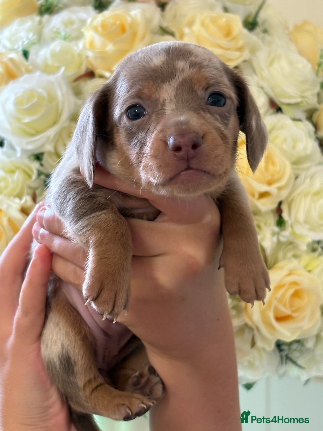 Dachshund dogs for sale: Beautiful litter of minature Isabella Dachshunds - Image 1