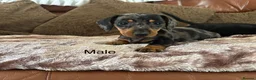 Miniature Dachshund dogs for sale: Adorable Miniature Dachshund Puppies! - Advert 2
