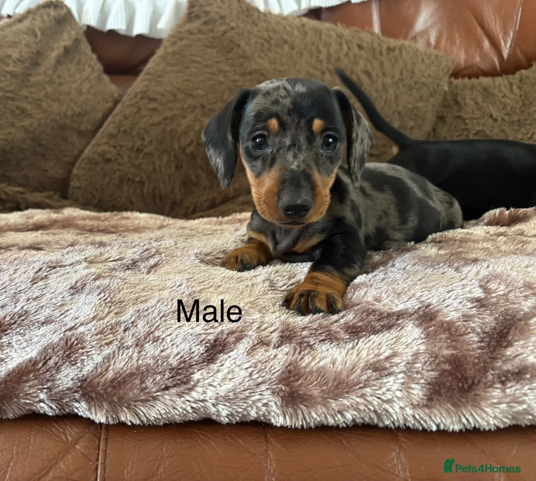 Miniature Dachshund dogs for sale: Adorable Miniature Dachshund Puppies! - Advert 2