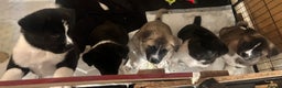 Akita dogs for sale: Akita Puppies for Sale - Advert 30