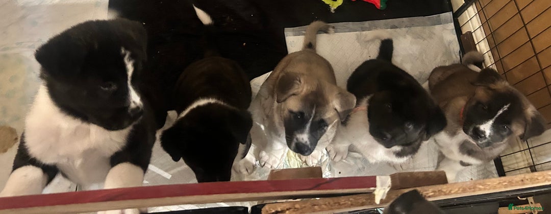 Akita dogs for sale: Akita Puppies for Sale - Advert 30