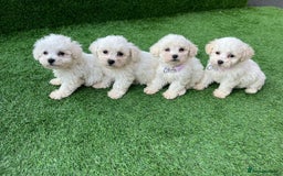 Poodle dogs for sale: Poodles pups for forever home - Image 16