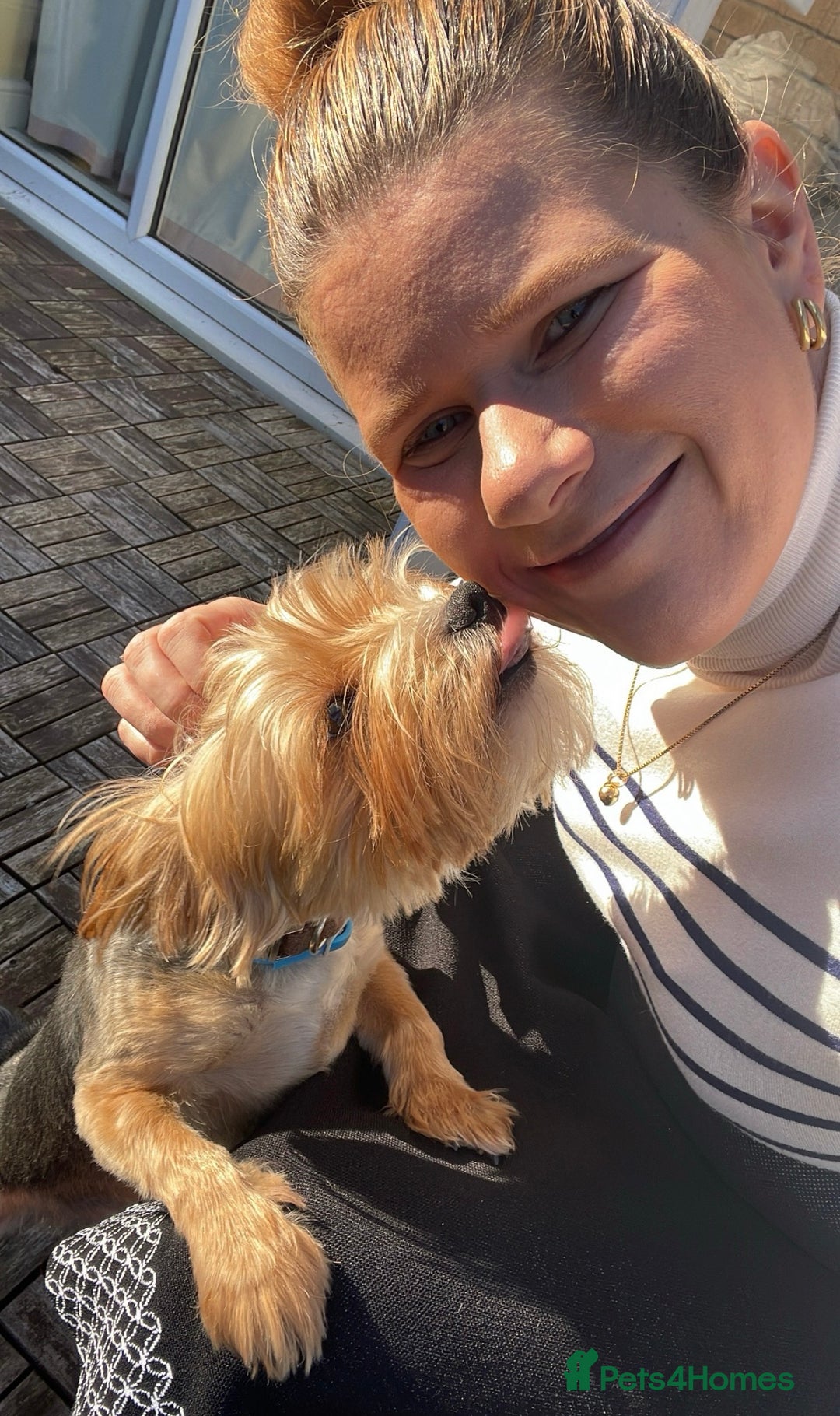 Yorkshire Terrier dogs for stud: 🐶 Yorkshire Terrier Stud Available 🐶 - Advert 6