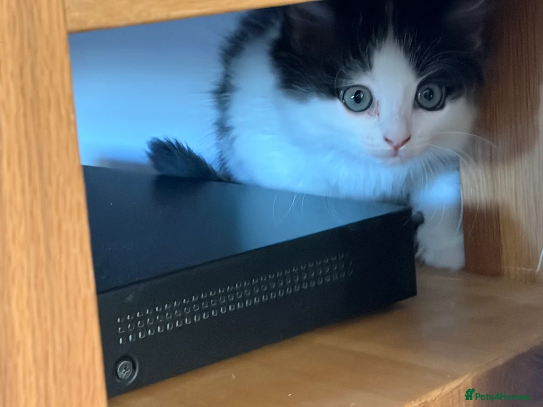 Mixed Breed cats for sale: Ragdoll & Kurilian bobtail mixed - Advert 10