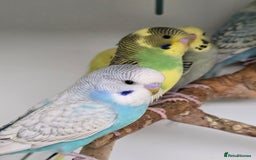 Budgerigars birds for sale: Gorgeous Baby Budgies ready now!!! - Image 12