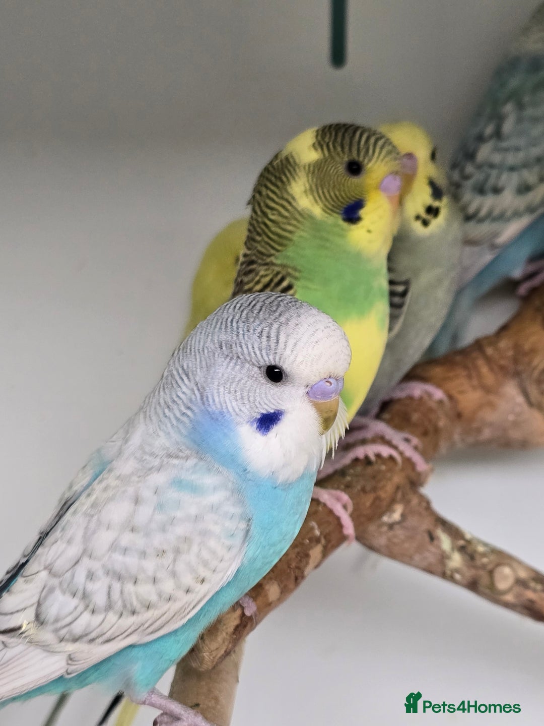 Budgerigars birds for sale: Gorgeous Baby Budgies ready now!!! - Image 12