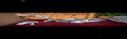 Whippet dogs for sale: Whippet pups  - Advert 12