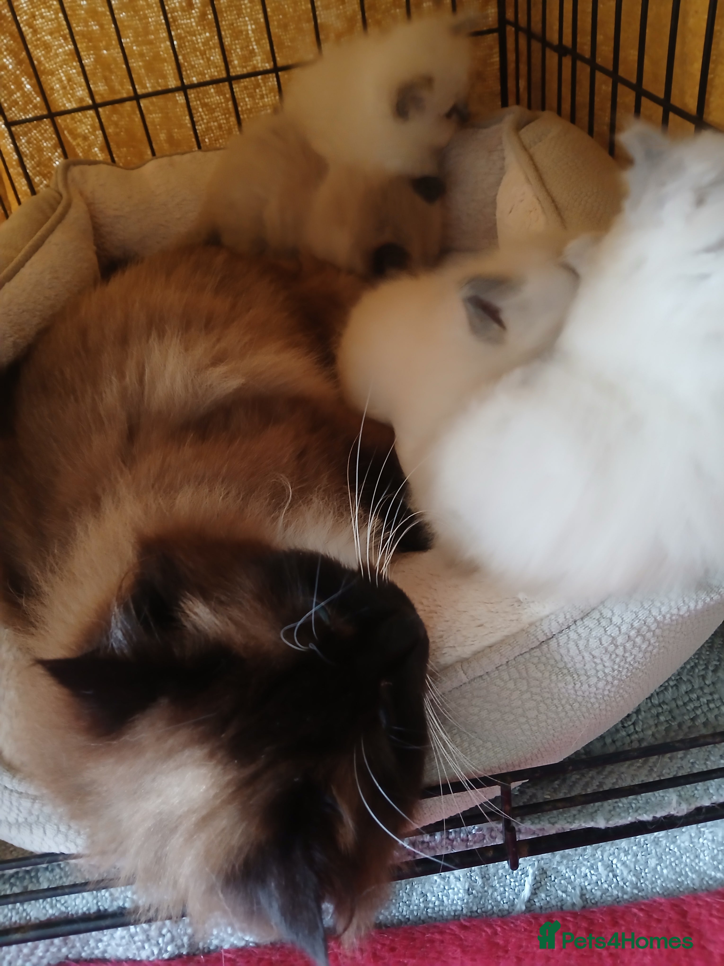 Ragdoll cats GCCF Ragdoll kittens available 28th June.  - Advert 2