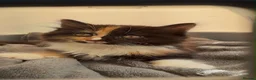 Mixed Breed cats for sale: Merlin - Advert 3