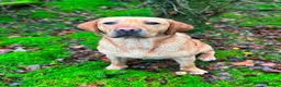 Labrador Retriever dogs for sale: KC Fox Red Labradors - Advert 4