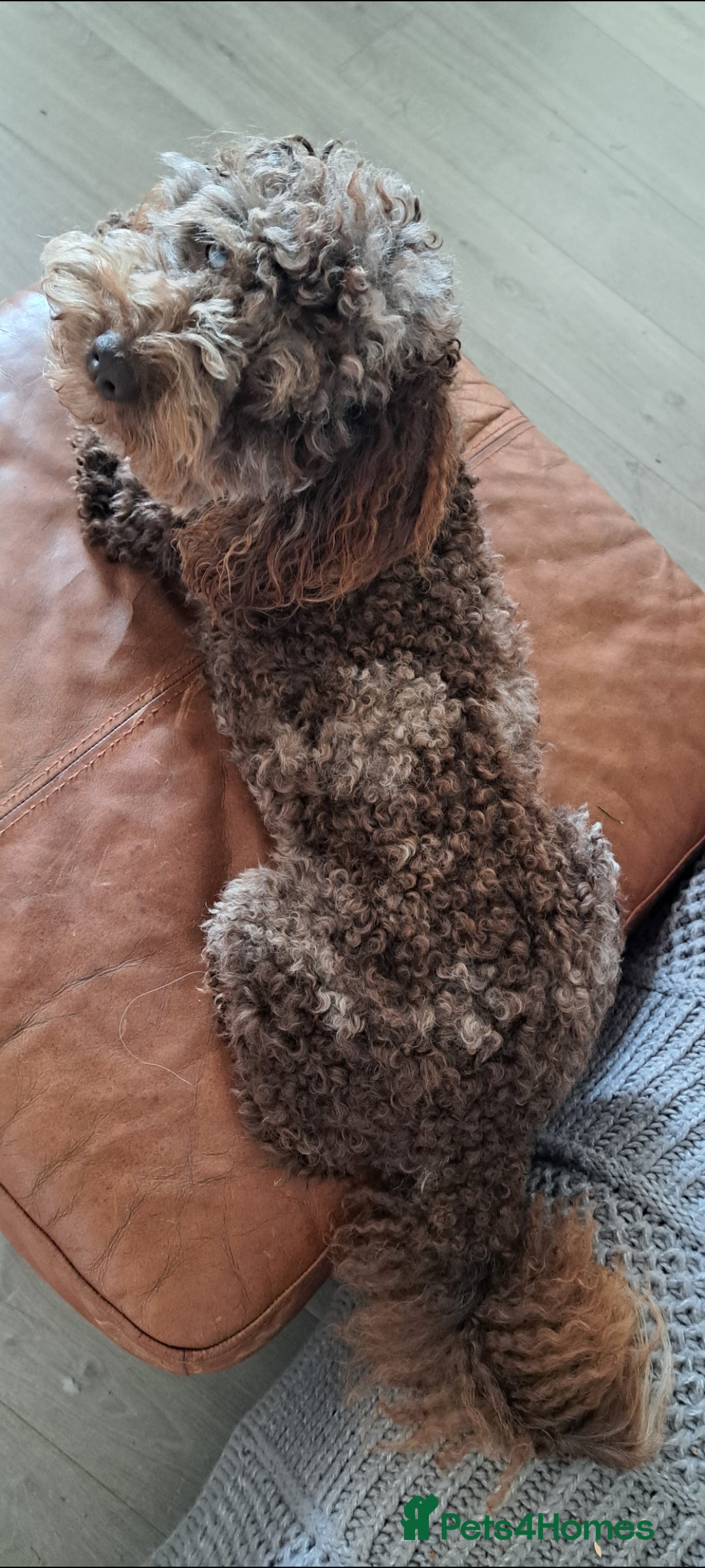 Cockapoo dogs for stud: Cockapoo for stud merle DNA health tested, proven  in Bristol - Advert 8