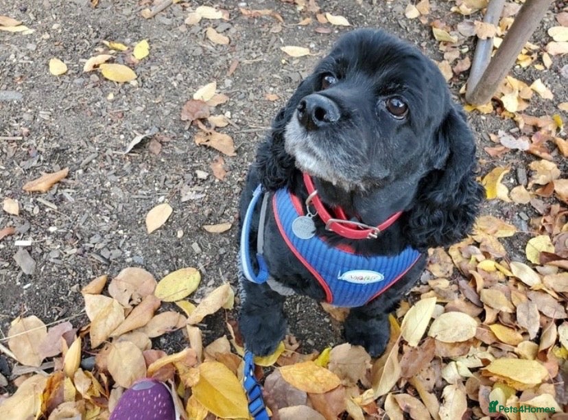 Cocker Spaniel dogs for sale: Cocker spaniel girl 6 years old  - Advert 5