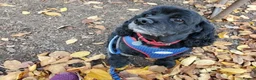 Cocker Spaniel dogs for sale: Cocker spaniel girl 6 years old  in Colne - Advert 1