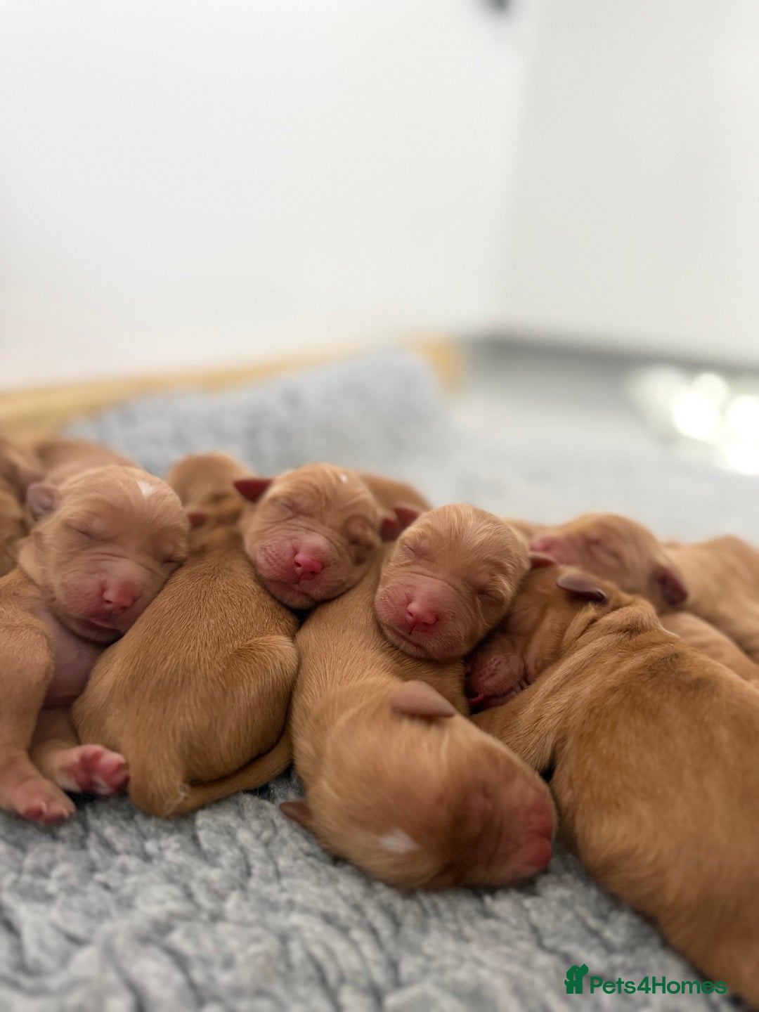 Golden Retriever dogs for sale: FOX RED WORKING GOLDEN RETRIEVERS- 5 STAR BREEDERS - Image 12