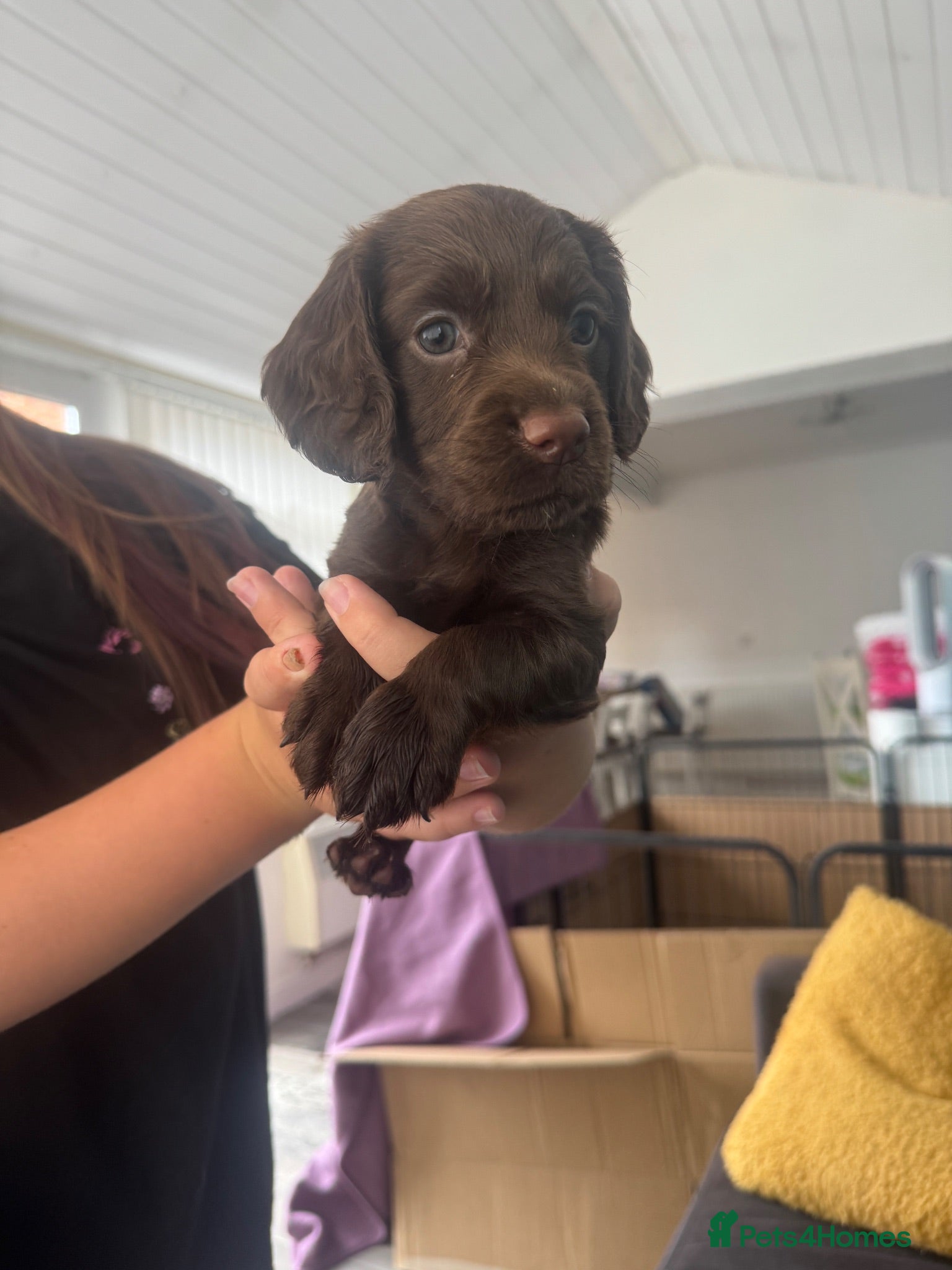 Cocker Spaniel dogs Cocker Spaniel Puppies For Sale - Advert 2