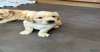 Golden Retriever dogs - Advert 8