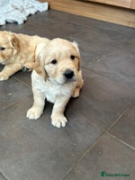 Golden Retriever dogs - Advert 8