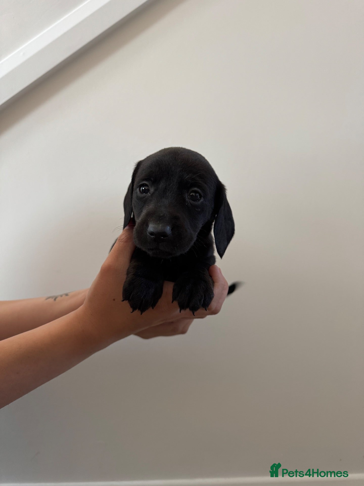 Labrador Retriever dogs Labrador puppies  - Advert 2