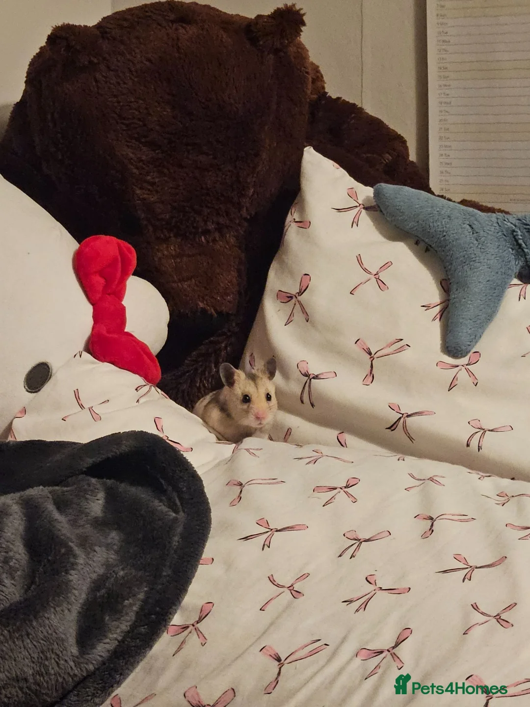 Hamster rodents for sale: beige and white Syrian hamster in Neston - Advert 1