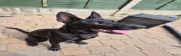 Mixed Breed dogs for sale: German/Belgian Shepherd Puppy - Advert 6