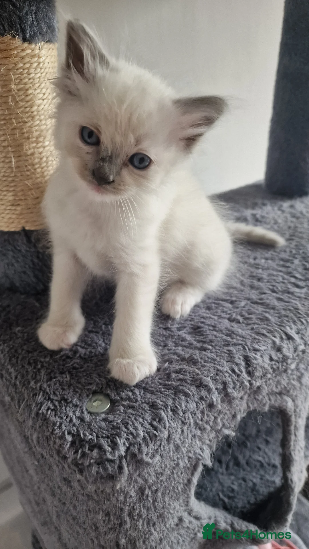 Ragdoll cats for sale: 3 blue point ragdoll kittens for sale - Advert 28