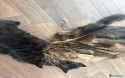 Mixed Breed cats for sale: 2 black kittens  - Image 4