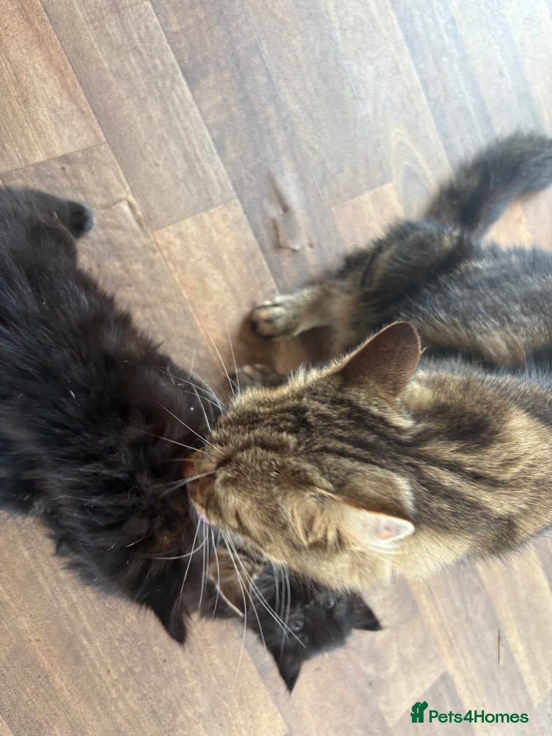 Mixed Breed cats for sale: 2 black kittens  - Image 4