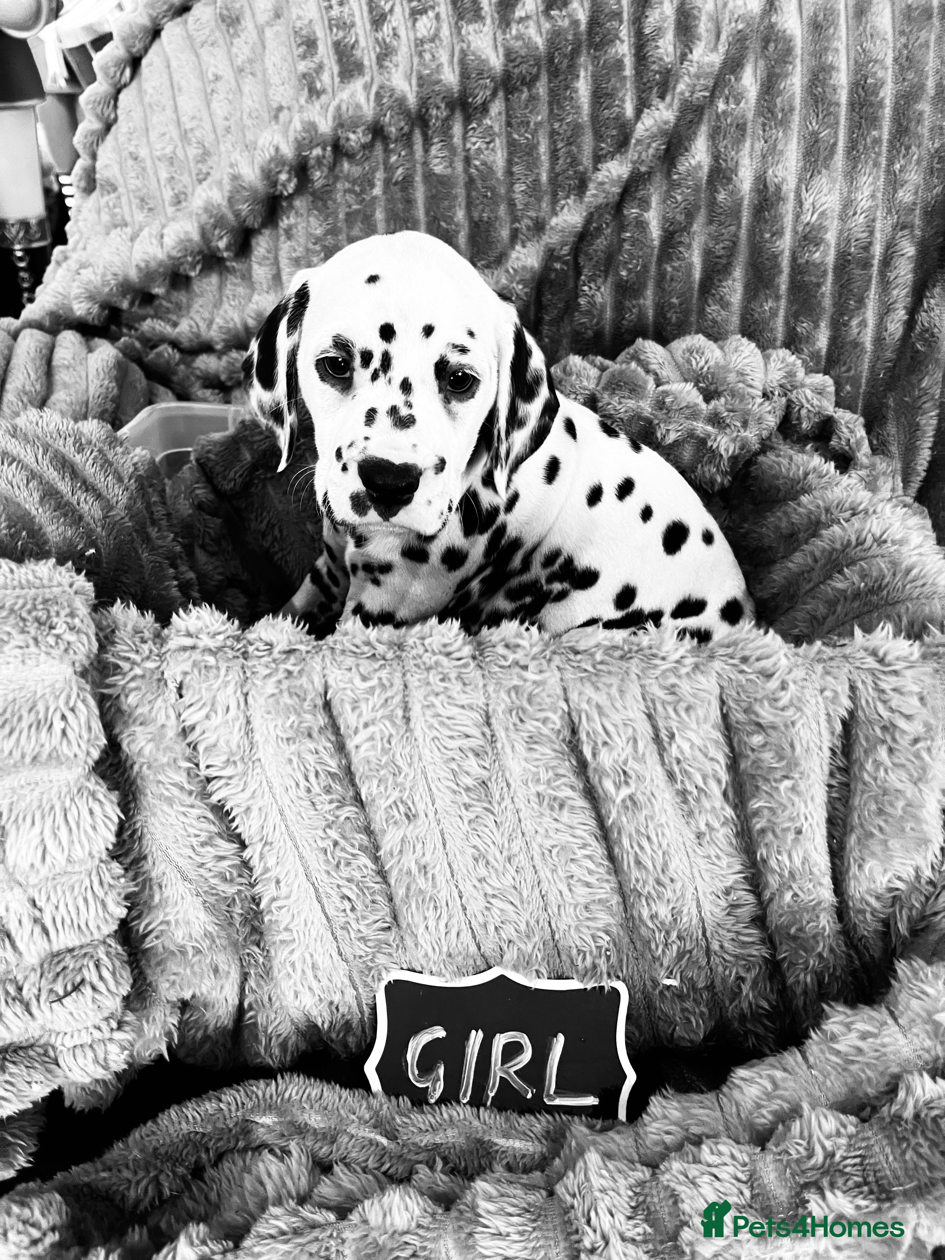 Dalmatian dogs Top quality Dalmatian puppies 5* homes  - Advert 1