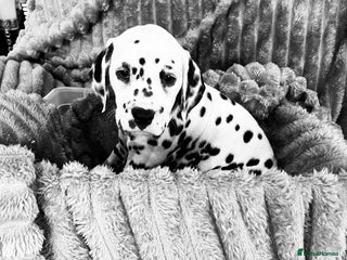 Dalmatian dogs Full hearing health checked puppies by champ sire - Advert 2