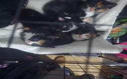 Mixed Breed cats for sale: 5 adorable kittens ready now  - Image 5