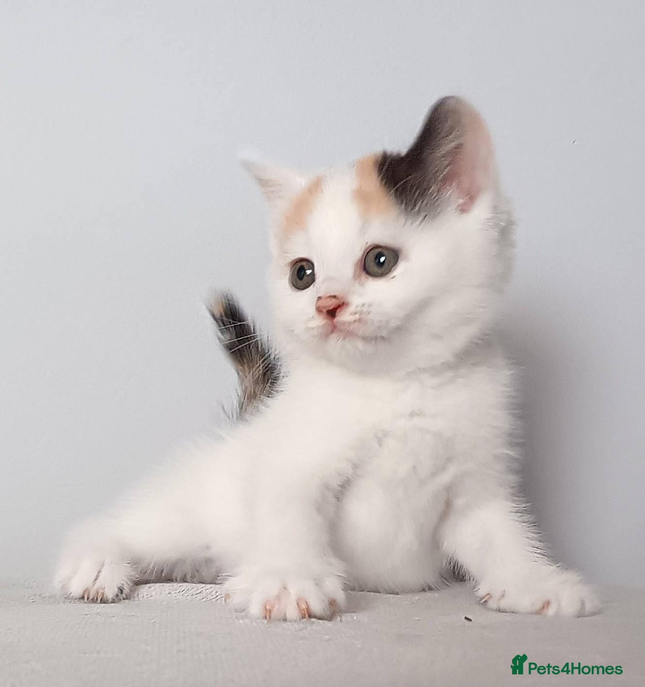Scottish Fold cats for sale: Beautiful kittens - Advert 3
