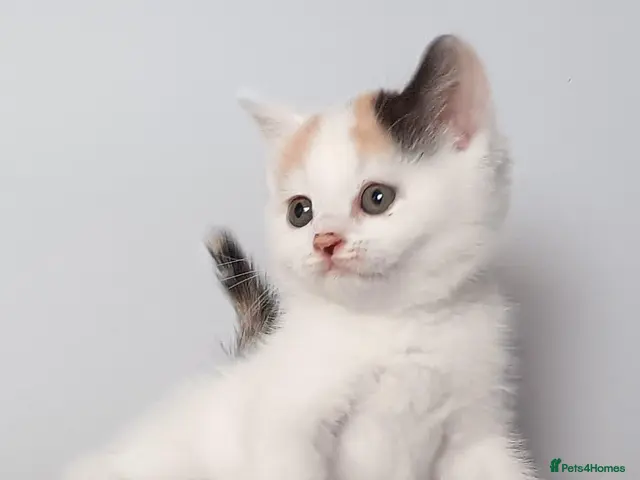 Scottish Fold cats for sale: Beautiful kittens - Advert 3