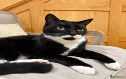 Mixed Breed cats for sale: Ralph - Image 5