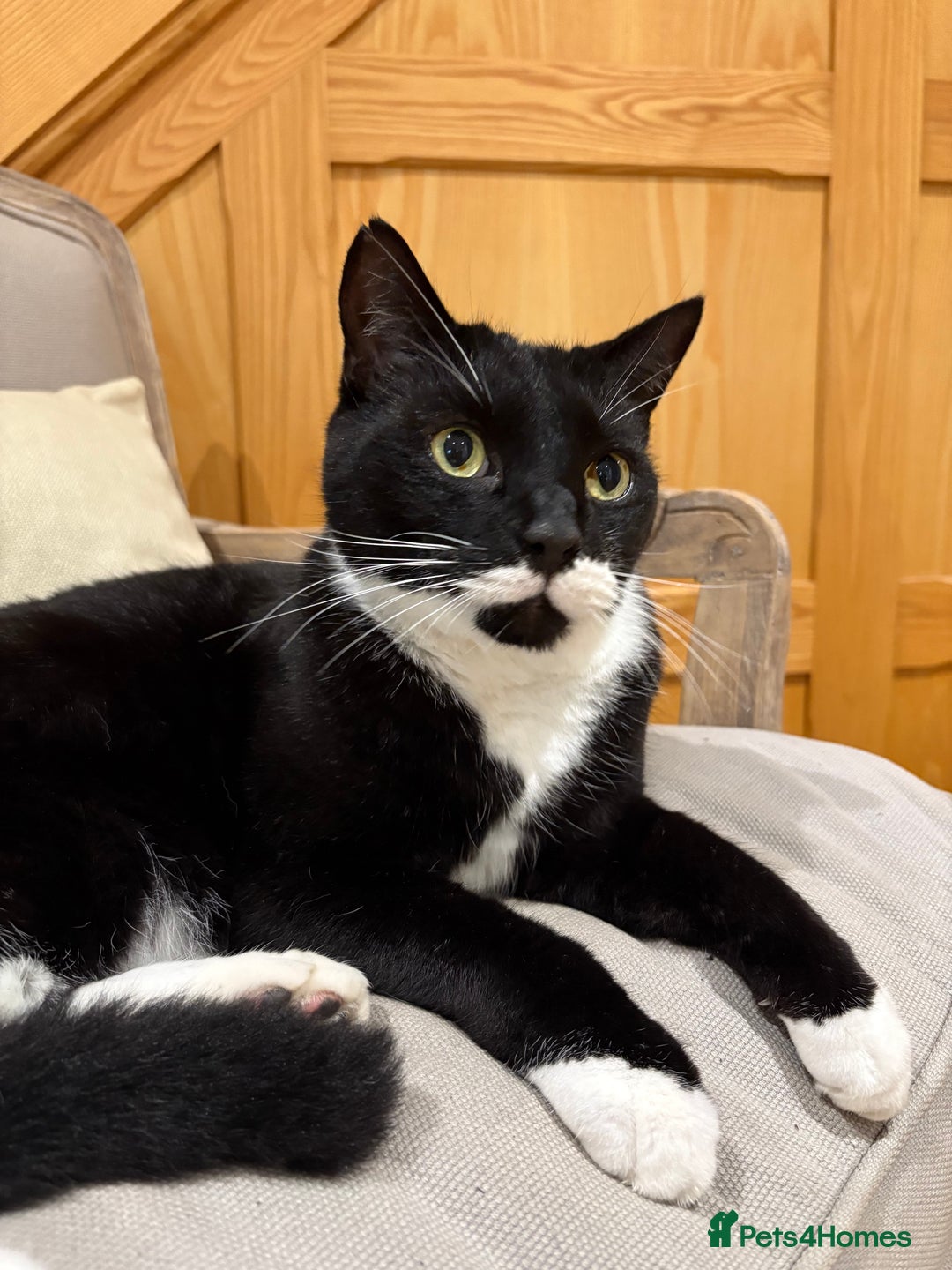 Mixed Breed cats for sale: Ralph - Image 5