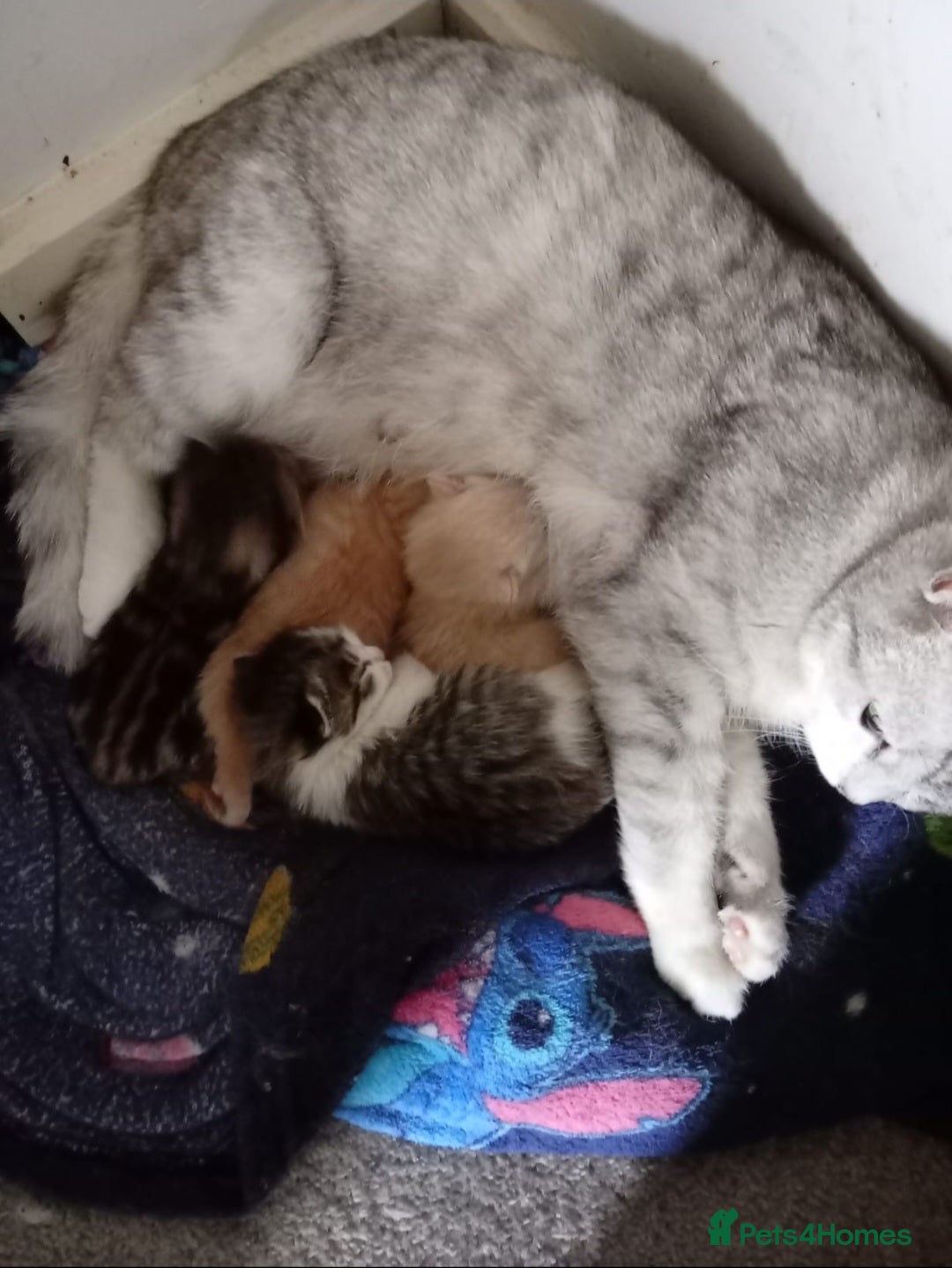 Mixed Breed cats 4 mixed breed kittens. - Advert 1