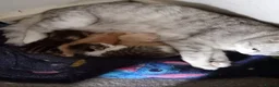Mixed Breed cats for sale: 4 mixed breed kittens. in Basingstoke - Advert 1