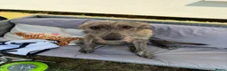 Mixed Breed dogs for sale: Deerhound x greyhound x Bedlington  - Advert 6