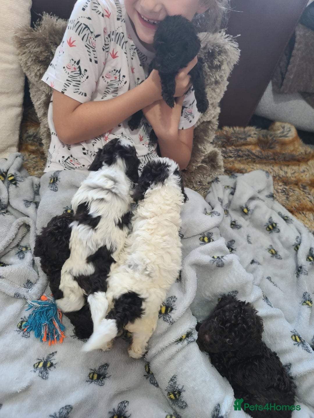 Cockapoo dogs for sale: SUPER PLUSH COATS. F1b Cockapoos. Health Tested - Image 18