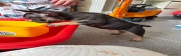 French Bulldog dogs for sale: French bulldog puupy in Camberley - Advert 5