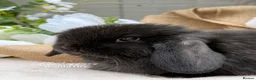 Mini Lop rabbits for sale: One Male One Female Mini Lop Babies to reserve now - Advert 3