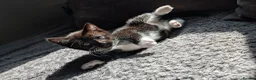 Mixed Breed cats for sale: Two beautiful kittens, looking for there home 🐾 in Peterhead - Advert 30