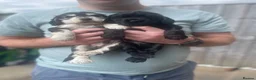 Cocker Spaniel dogs for sale: Beautiful cocker spaniels  - Advert 15