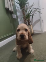 Cocker Spaniel dogs Gorgeous show type cocker spaniel puppies - Advert 5