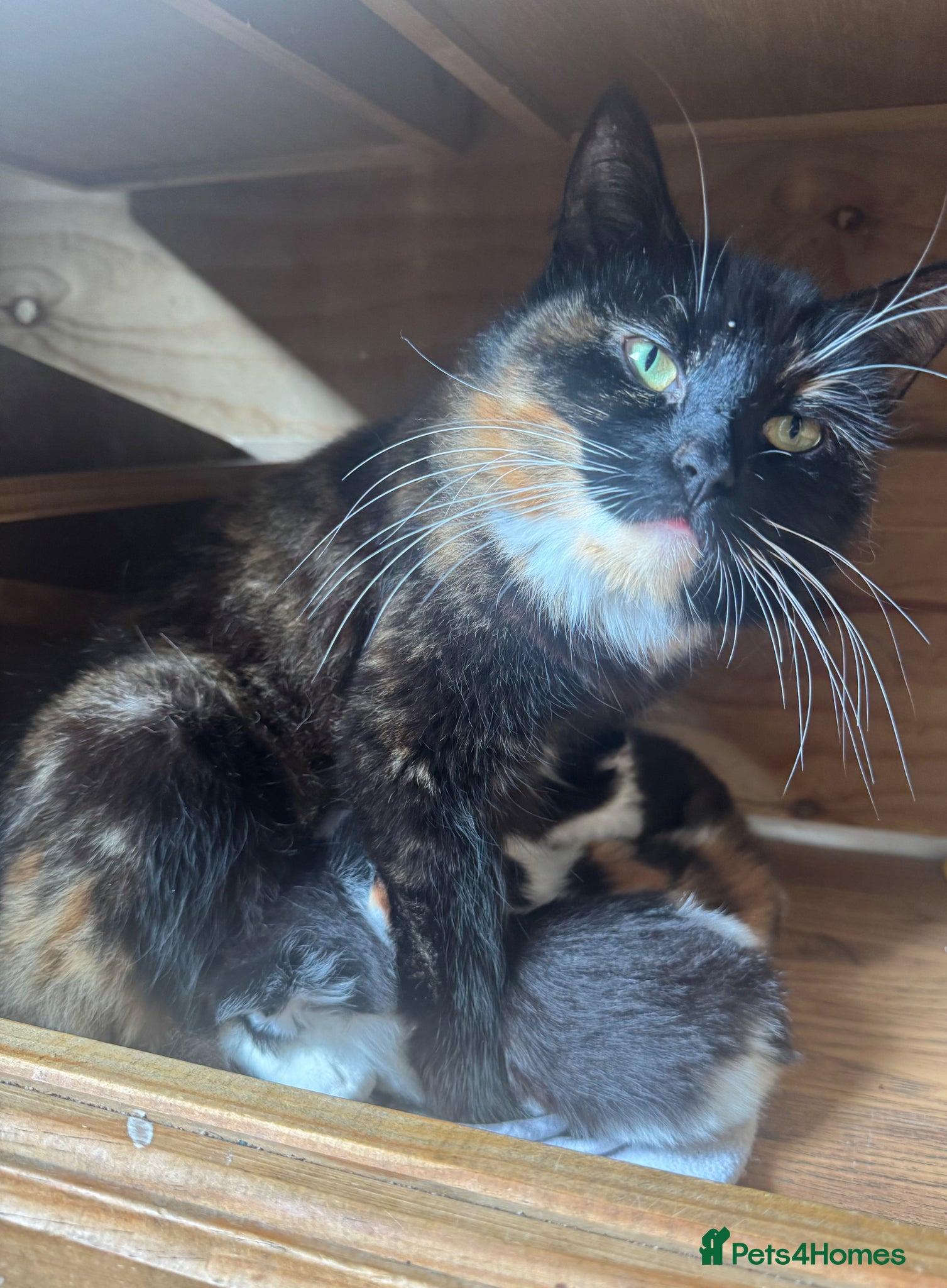 Mixed Breed cats 2 Black & white male kittens  - Advert 1