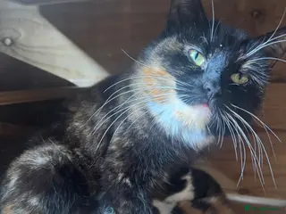 Mixed Breed cats 2 Black & white male kittens - Advert 1