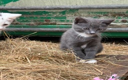Siamese cats for sale: Stunning Siamese X Ragdoll kittens  - Image 8