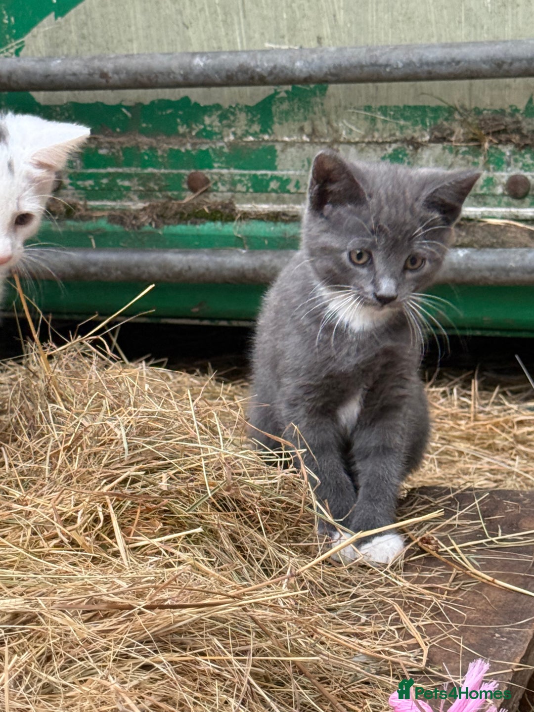 Siamese cats for sale: Stunning Siamese X Ragdoll kittens  - Image 8