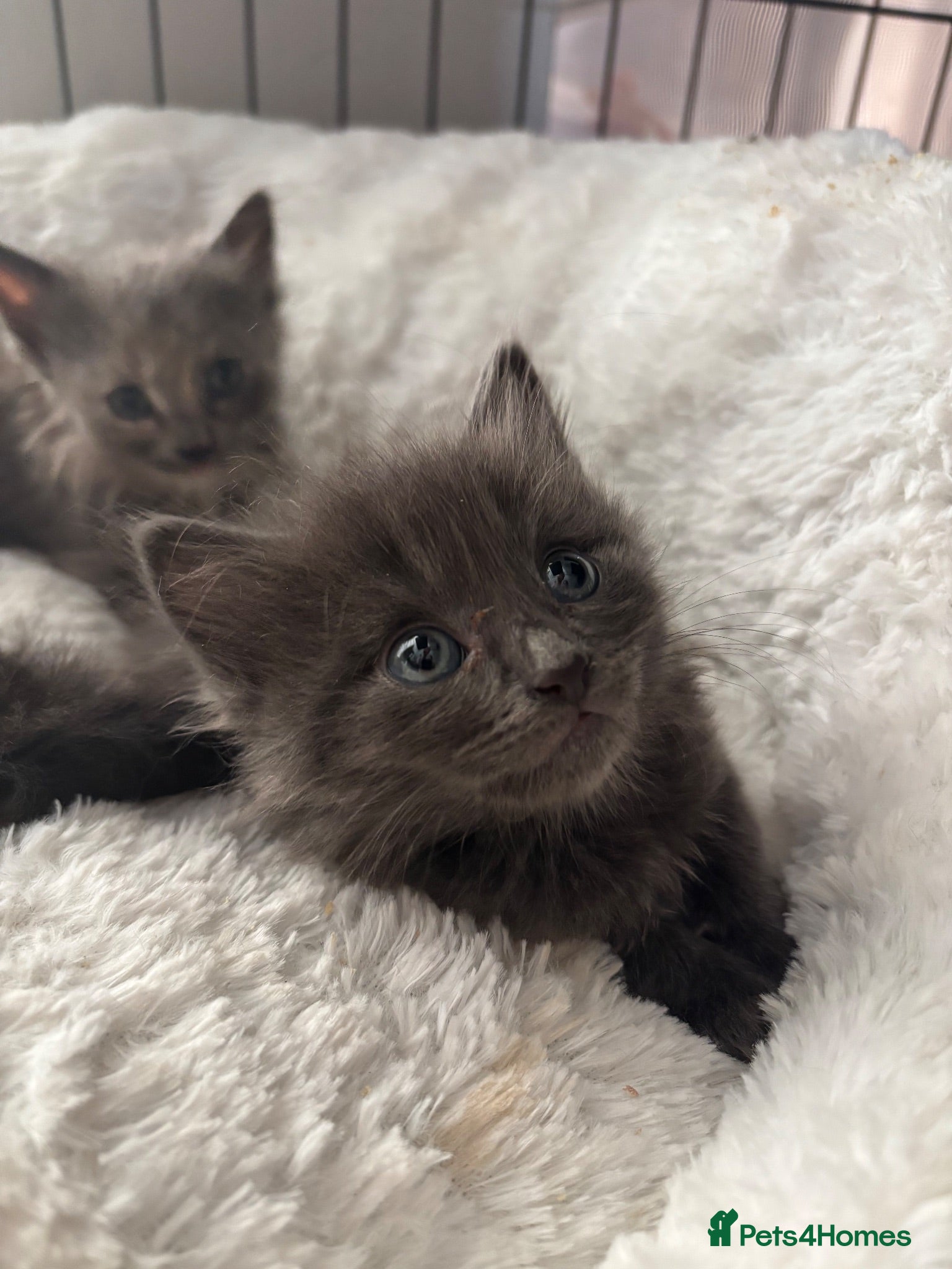 Mixed Breed cats playful long haired kittens - Advert 2